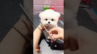 Cute Puppy Hair Cutting hairstyle dog puppy 🐶 shorts [upl. by Devi]