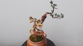 bonsai chân dài hồng ngọc mai [upl. by Marwin]