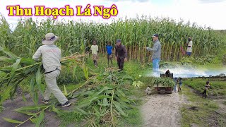 Linh Philip  Thu Hoạch Lá Ngô Làm Thức Ăn Cho Đàn Bò Trong Quang Linh Farm [upl. by Ahseal586]