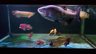 大型魚混泳水槽  Tambaqui RTGRed Arowanas amp American Cichlids Comm Tank [upl. by Repohtsirhc]