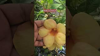 Allamanda Flower Colours  Allamanda Vine  Plants amp Flowers  gardening [upl. by Curran920]