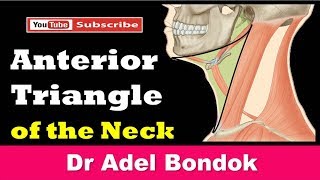 Anterior Triangle of the Neck Dr Adel Bondok [upl. by Lednyc]