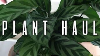 Plant Haul  November 2018 [upl. by Adrian]