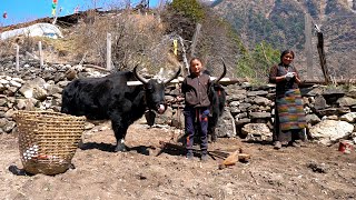 Tibetan Village Life high in the Himalayas Life in the mountains [upl. by Aicenav]