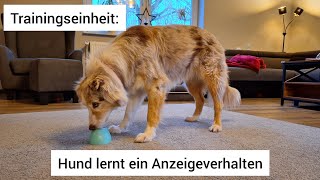 Hund lernt ein Anzeigeverhalten  Ich nehme euch mit in eine Trainingseinheit mit meinem Hund [upl. by Adoc]