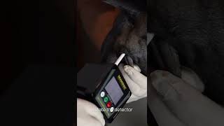 Dog Ovulation Detector DOD2 – How to use [upl. by Arteid251]