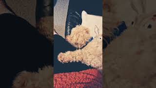 Max falls asleep with his paw on my leg ❤️ maxthepoo adorabledog cute cockapoodog cockapoo [upl. by Athal177]