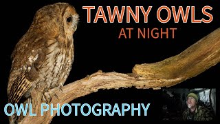 TAWNY OWLS at night HOW TO PHOTOGRAPH OWLS AFTER DARK UK OWLS [upl. by Atteuqram289]