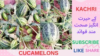 CUCAMELONS  HEALTHY BENEFITS OF CUCAMELONS  MOUSE MELONS  KACHRI  CHIBBER [upl. by Inamik143]