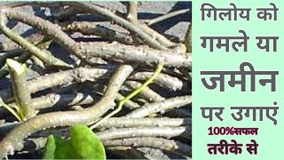 गिलोय कैसे उगाए।how to grow giloy in potkitchen gardengarden [upl. by Chiou]