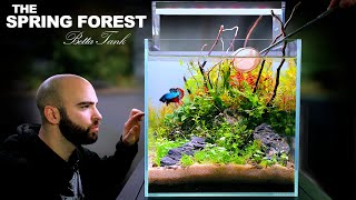 The Spring Forest 30cm BETTA FISH Ecosystem Cube NO FILTER DIRTED Aquascape Tutorial [upl. by Bluefield]