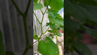 Hydroponically grown cucumber gardengrove hydroponics healthy foods green [upl. by Olifoet343]