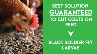 BEST CHEAP CHICKEN FEED  Black Soldier Fly Larvae [upl. by Radec]