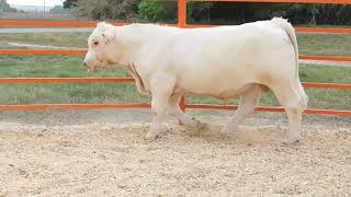 Lote 13  MJM WRANGLE H2039  Charolais  2ª Gran Subasta el Línea [upl. by Anewor237]