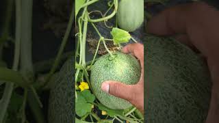 Best Tips When Growing Cantaloupes  for Beginners 🤤 garden gardening viral [upl. by Asle]