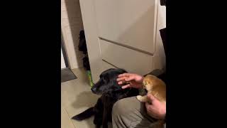 When a kitten met a dog for the first time From enemies to friends [upl. by Aicillyhp300]