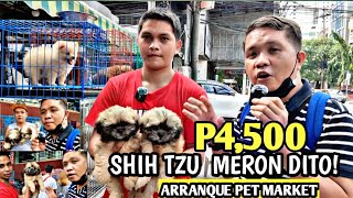 BADGET PUPPIES  4500 SHIH TZU SA ARRANQUE PET MARKET [upl. by Velasco277]