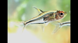 霓虹光點燈魚Hemigrammus sp quotMorse CodequotCharacidae sp Firefly tetra [upl. by Sandberg]