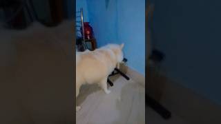 Indian spitz dog eating time ❤️🐕doglover [upl. by Ahsiadal]