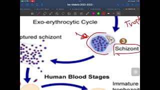 LEC 3  Apicomplexa  malaria  part 1 [upl. by Chute]