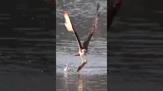 osprey prey tilapiaosprey pompanoosprey dives for fishosprey catches fishospreyosprey with fish [upl. by Yemerej128]