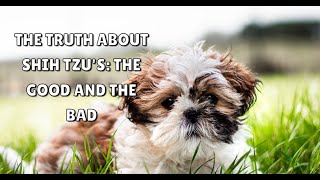 The Truth About Shih Tzus The Good and The Bad [upl. by Etram]