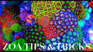 Zoanthid Care 101 [upl. by Everett]