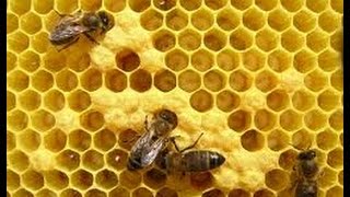 Como cosechar miel de abejas meliponas sin destruir sus potes panales o reservas 😍🐝👍🏻 [upl. by Oiretule]