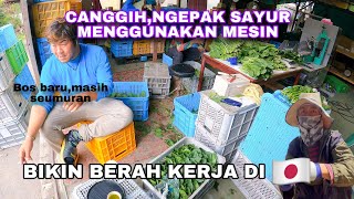 CANGGIH MENGGUNAKAN MESIN PENGEPAKAN SAYUR DI TEMPAT KERJA BARU  BOS JEPANG BAIK [upl. by Ecienaj]