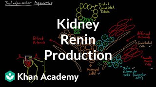 Renin production in the kidneys  Renal system physiology  NCLEXRN  Khan Academy [upl. by Ahsielat162]