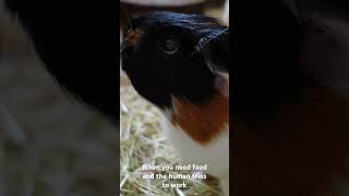 Guinea pig wheeks with mouth open  WHEEK of the WEEK [upl. by Jamel]