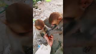 Cutebabymonkey youtubeshorts monkeybandar monkeyvideo funny [upl. by Zela514]