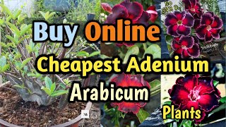 Cheapest Arabicum Adenium online  Arabicum Adenium purchasing online at cheapest rate [upl. by Keeton]