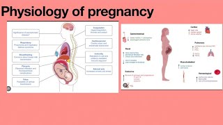 Physiology of pregnancyEnglish life enthusiasm [upl. by Lledrev]