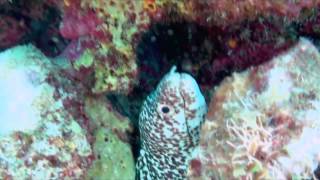 Cozumel Mexicos best snorkeling beach DzulHa [upl. by Abott529]