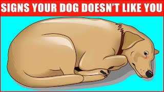 14 Signs Your Dog Doesn’t Love You Even if You Think They Do [upl. by Ube300]