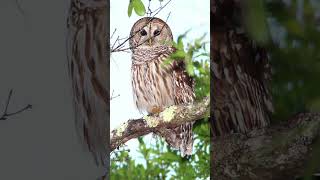 Barred Owl Hooting Video Haunting Nature Sounds [upl. by Simson906]