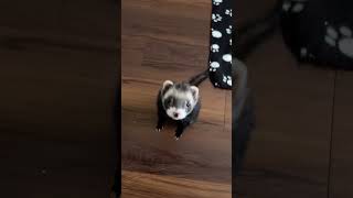 Funny and Cute Ferret Videos Compilation [upl. by Maya]