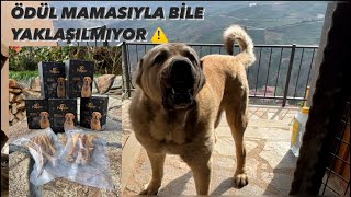 BU KÖPEĞE ÖDÜL MAMASIYLA BİLE YAKLAŞILMIYOR [upl. by Damita]