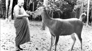 Ajahn Chah  Unshakeable Peace [upl. by Marwin]