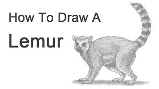 How to Draw a RingTailed Lemur [upl. by Doomham]