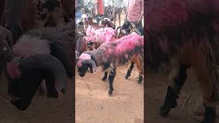 VM Sheep Farmsheepfarm animals sheeps goat achampet trendingshorts short [upl. by Eciralc]