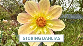 How To Store Dahlias Overwinter  Cottoverdi [upl. by Pelagias]