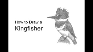 How to Draw a Kingfisher Belted Kingfisher [upl. by Jens421]