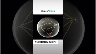 Different Stages of mitosis [upl. by Amled]