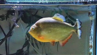 Caribe piranha feeding plus 3D backlight comparison [upl. by Blair849]