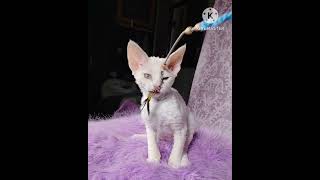 Charming CreamColored Devon Rex Kitten Solya [upl. by Gnaht]