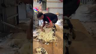 Shearing a sheep in 60 seconds [upl. by Bowlds71]