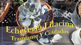 Echeveria Lilacina Trasplante Y Cuidados [upl. by Sterrett670]