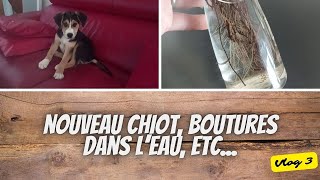 👩‍🌾 Nouveau chiot boutures dans leau et suivi des œufs en couveuse [upl. by Kelvin]